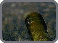 Serbian Epics film